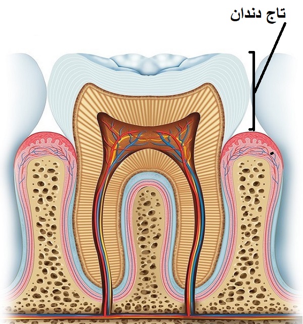 آناتومی دندان - تاج دندان