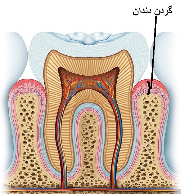 آناتومی دندان - گردن دندان