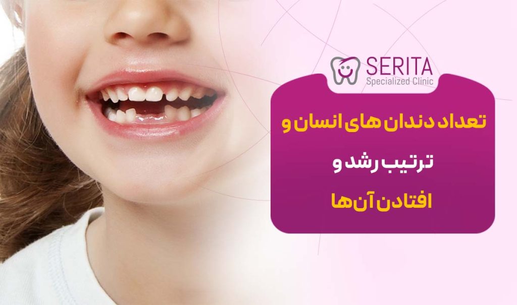 تعداد دندان های انساسن و ترتیب رشد و افتادن آنها